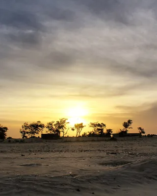 The sun low over a flat coastal horizon with a lone tree silhouette